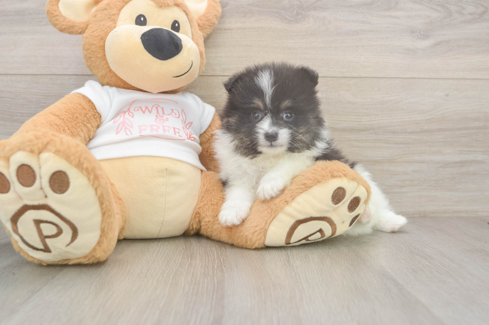 Akc Registered Pomeranian Baby