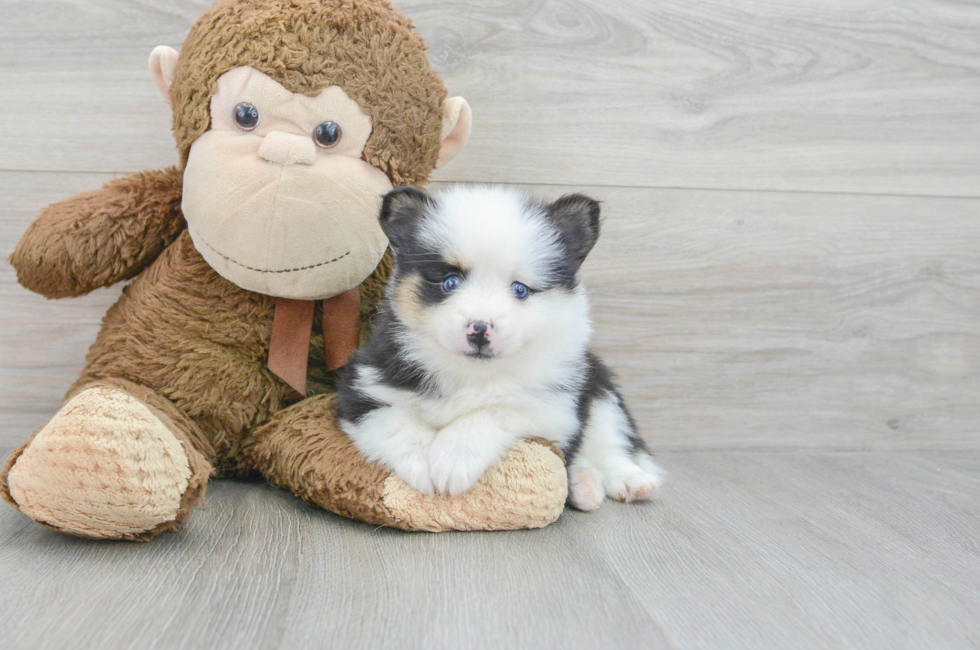 5 week old Pomsky Puppy For Sale - Puppy Love PR