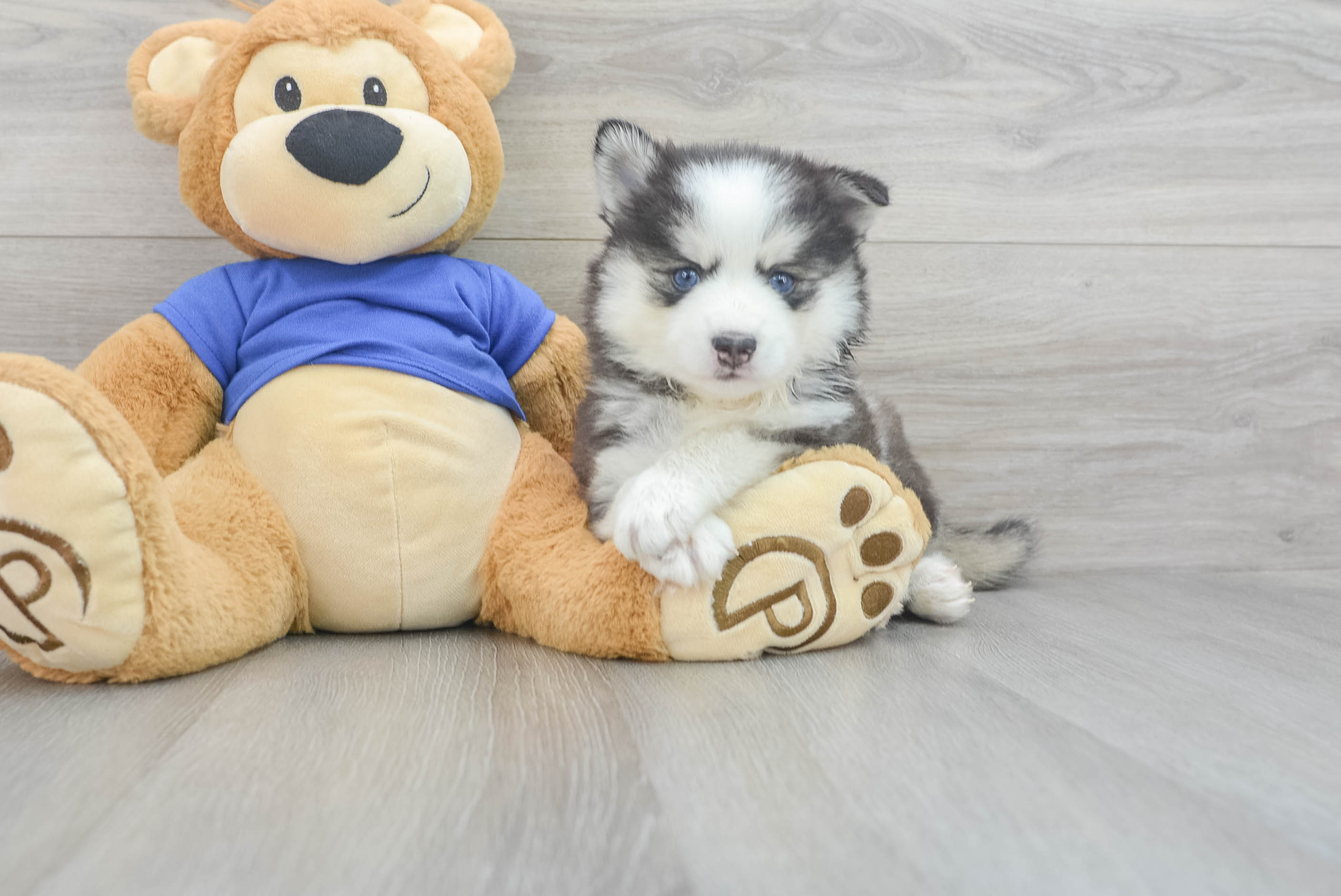 Pomsky Pup Being Cute