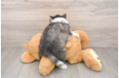 Pomsky Puppy for Adoption