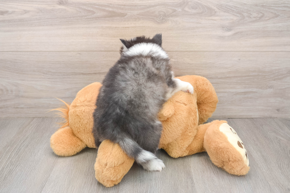 Pomsky Puppy for Adoption
