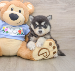 7 week old Pomsky Puppy For Sale - Puppy Love PR