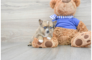 Pomsky Puppy for Adoption