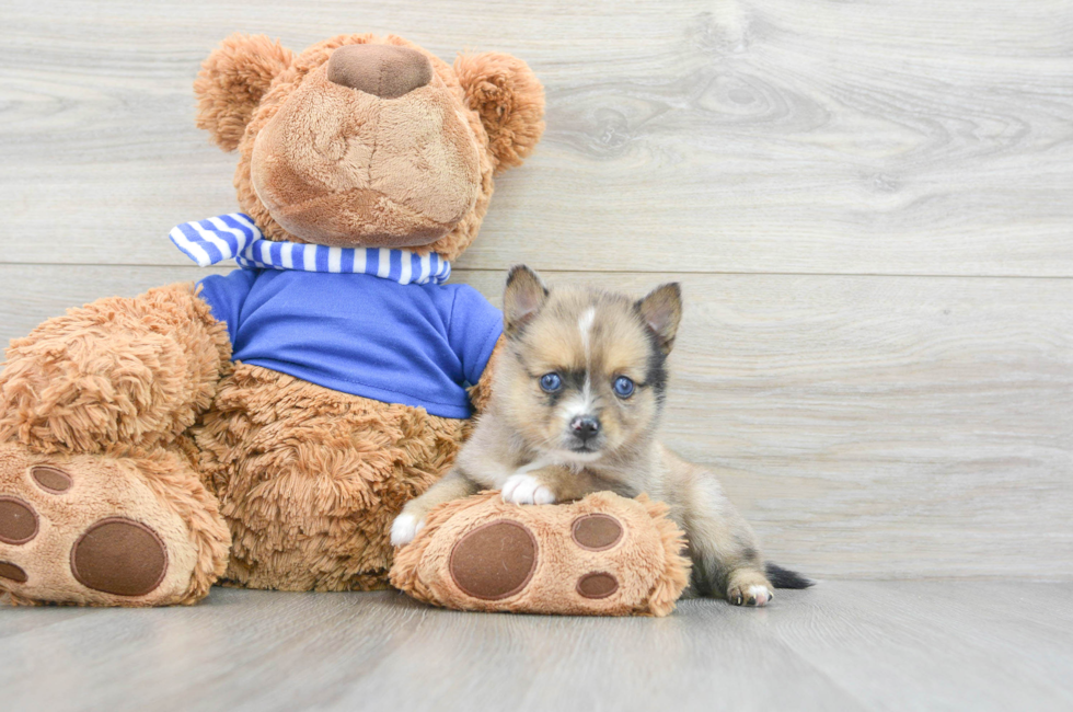 7 week old Pomsky Puppy For Sale - Puppy Love PR