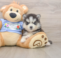 7 week old Pomsky Puppy For Sale - Puppy Love PR