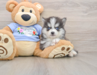7 week old Pomsky Puppy For Sale - Puppy Love PR