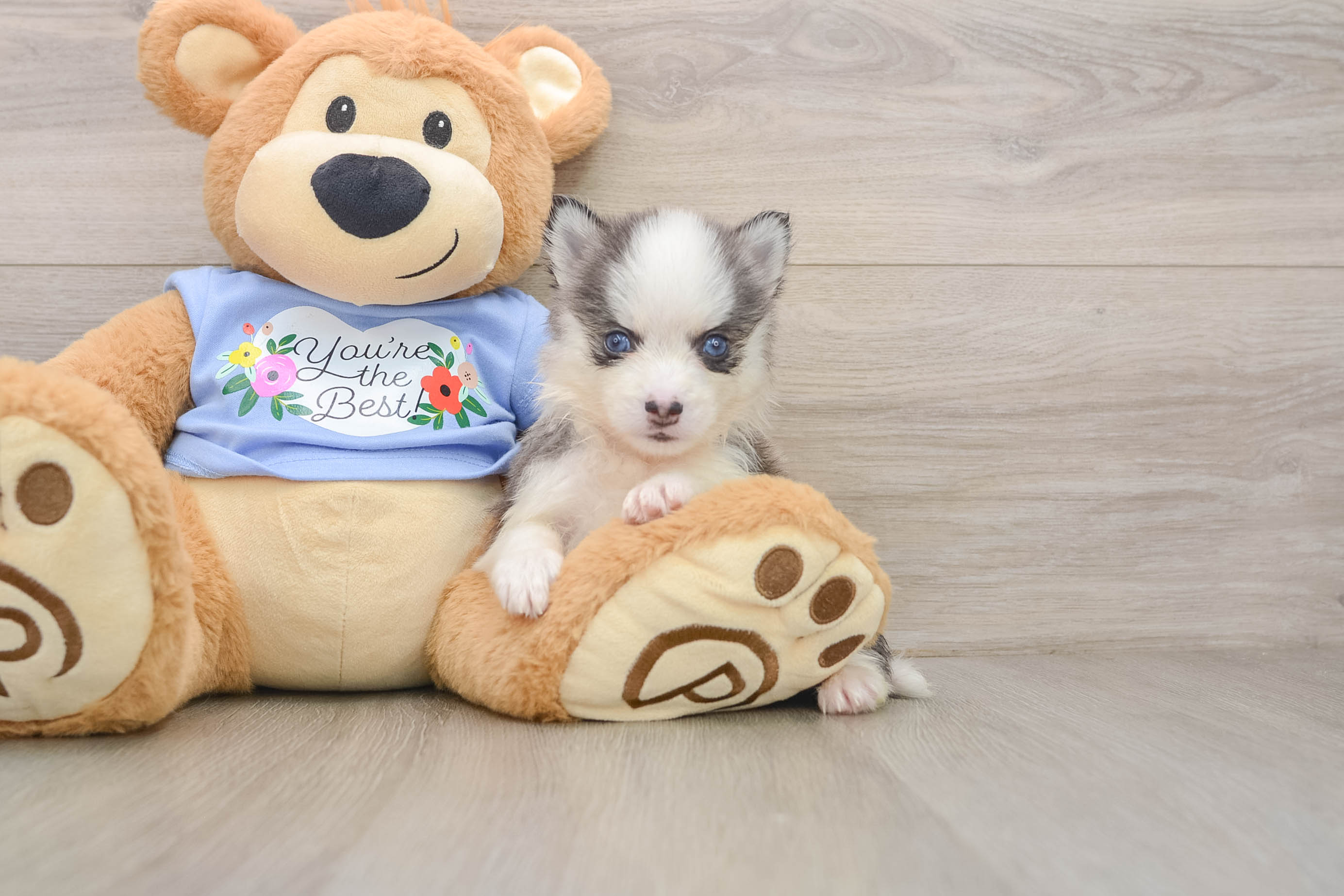Little Husky and Pomeranian Mix Designer Puppy
