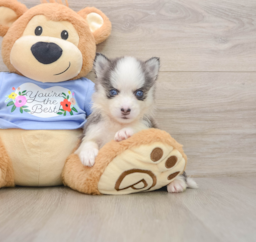 5 week old Pomsky Puppy For Sale - Puppy Love PR