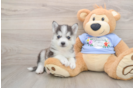 Best Pomsky Baby
