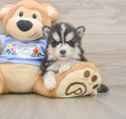 5 week old Pomsky Puppy For Sale - Puppy Love PR