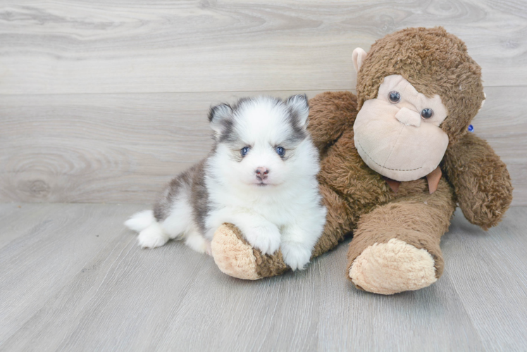 Meet Anika - our Pomsky Puppy Photo 1/3 - Puppy Love PR Cute Mini Husky Designer Puppy
