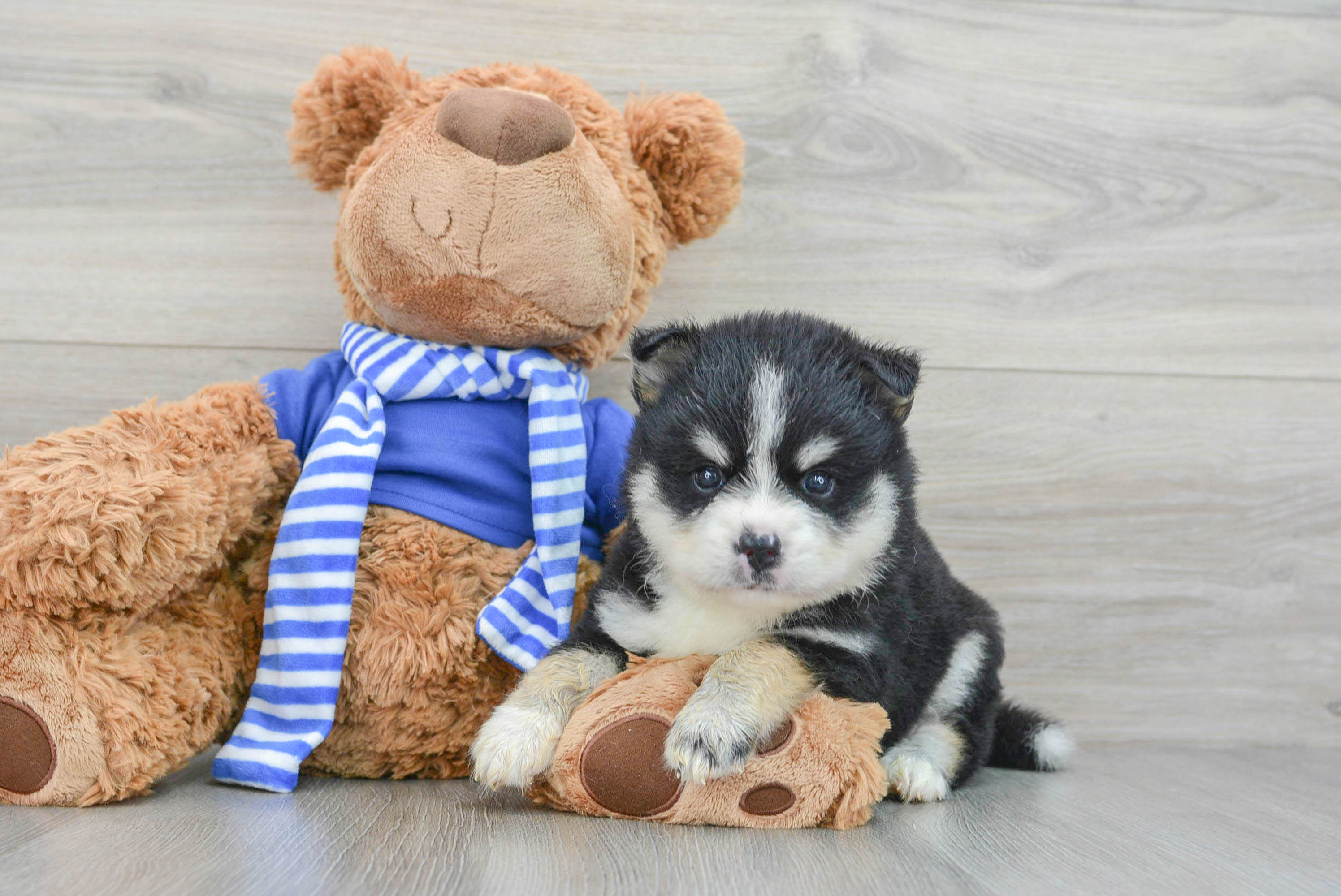 Teddy best sale bear pomsky