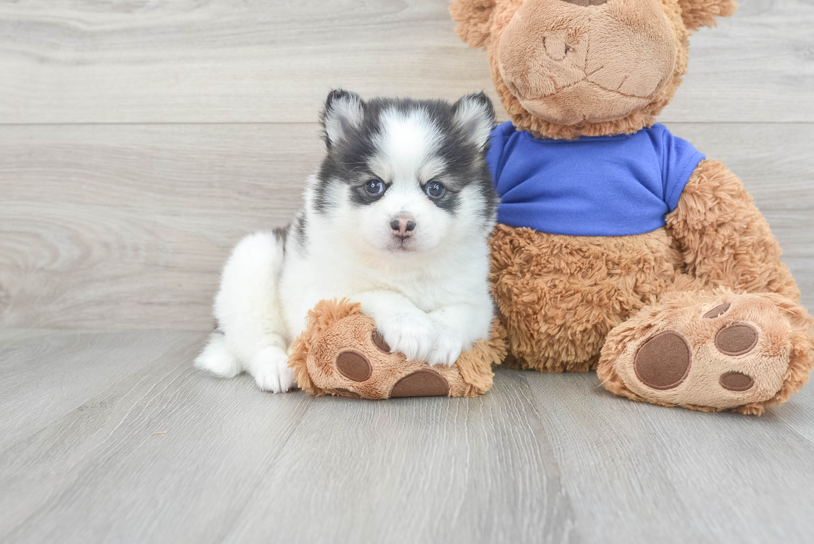 Friendly Pomsky Baby
