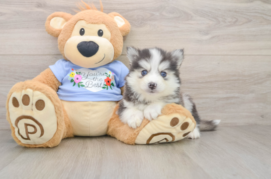 Best Pomsky Baby