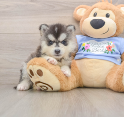 5 week old Pomsky Puppy For Sale - Puppy Love PR