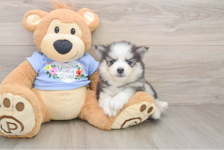 Best Pomsky Baby
