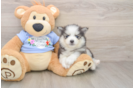 Best Pomsky Baby