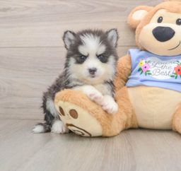 5 week old Pomsky Puppy For Sale - Puppy Love PR