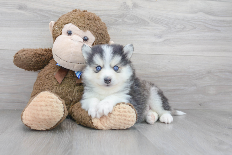 Cute Pomsky Baby