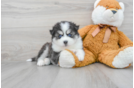 Friendly Pomsky Baby