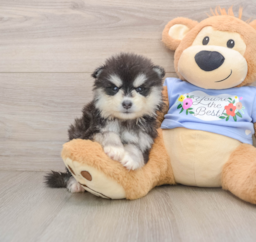 7 week old Pomsky Puppy For Sale - Puppy Love PR