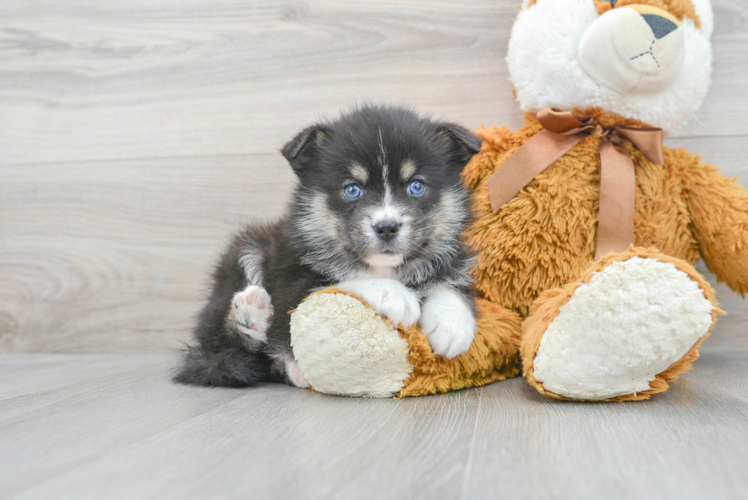 Hypoallergenic Mini Husky Designer Puppy