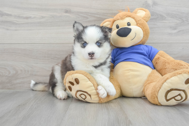 Meet Azure - our Pomsky Puppy Photo 1/3 - Puppy Love PR Sweet Pomsky Baby