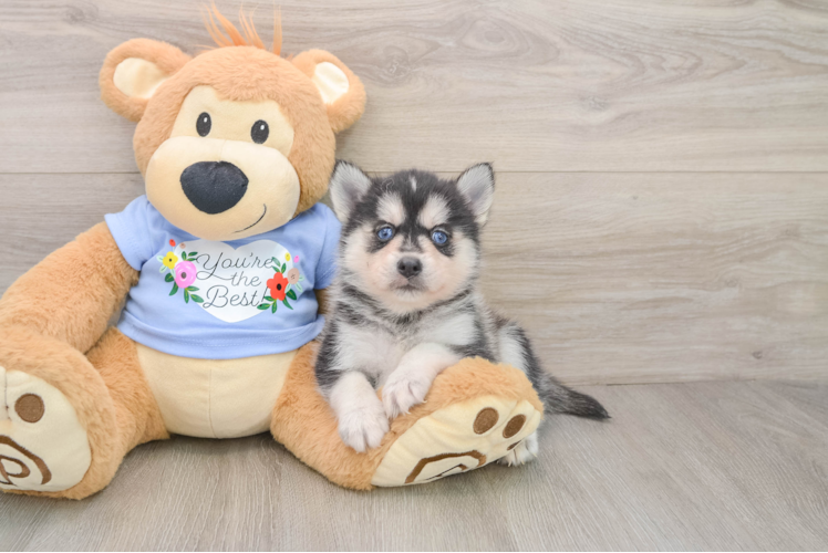 Pomsky Pup Being Cute