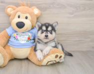 6 week old Pomsky Puppy For Sale - Puppy Love PR