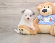 6 week old Pomsky Puppy For Sale - Puppy Love PR