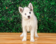 9 week old Pomsky Puppy For Sale - Puppy Love PR