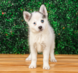 10 week old Pomsky Puppy For Sale - Puppy Love PR