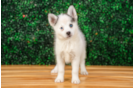 Pomsky Pup Being Cute