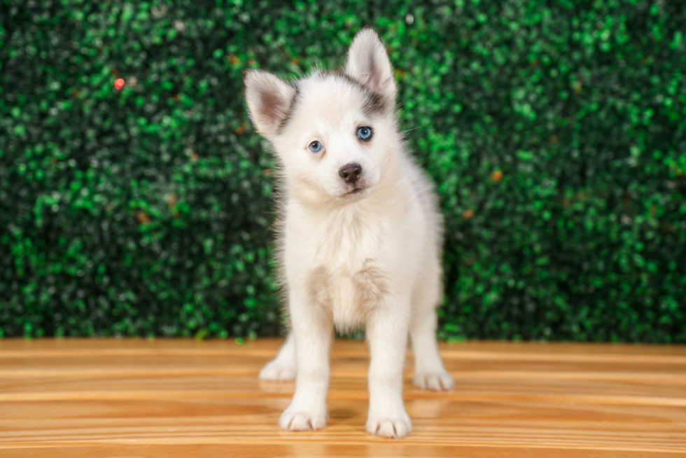 Pomsky Pup Being Cute