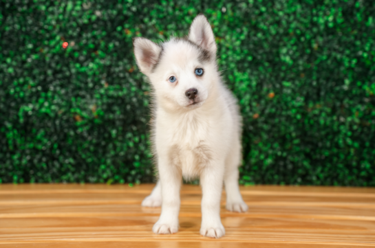 Pomsky Pup Being Cute
