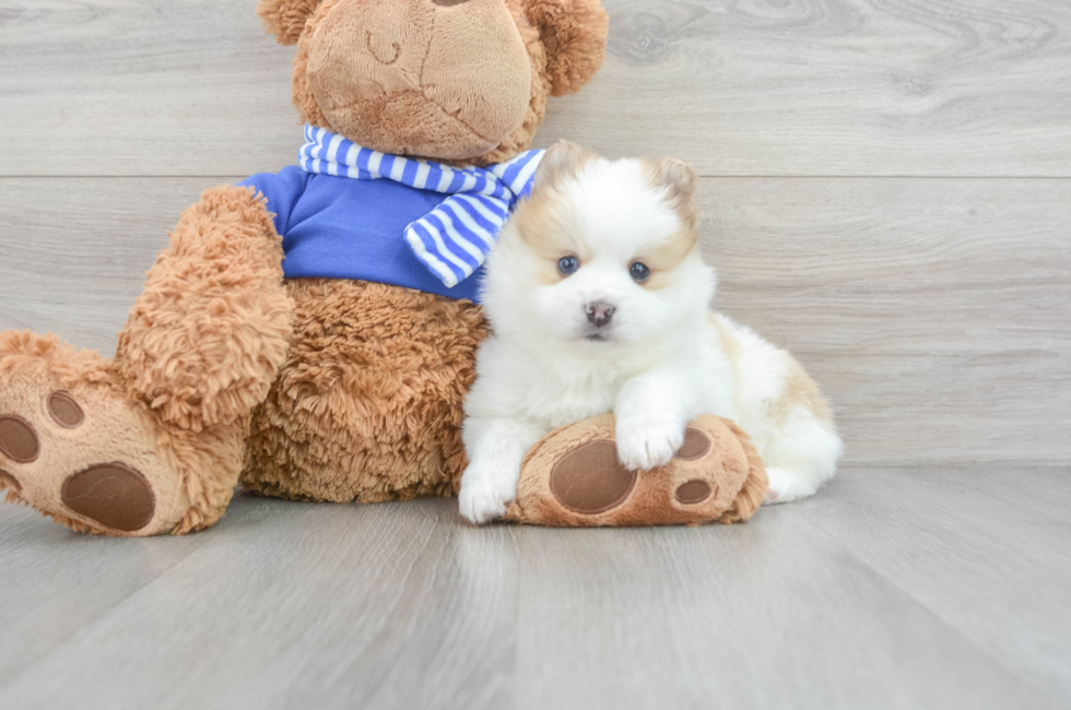 7 week old Pomsky Puppy For Sale - Puppy Love PR