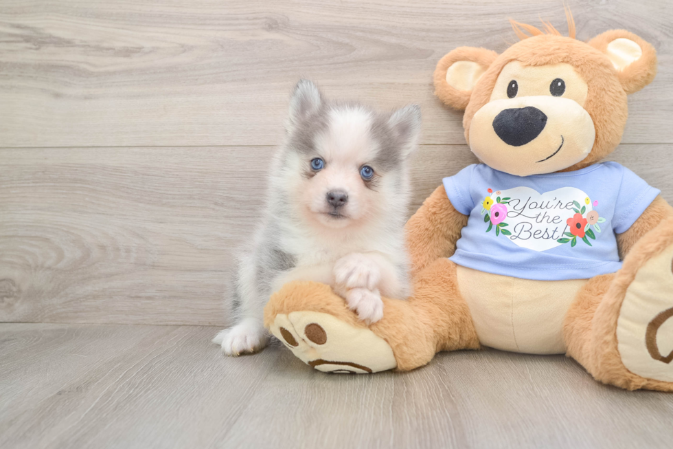 Friendly Pomsky Baby