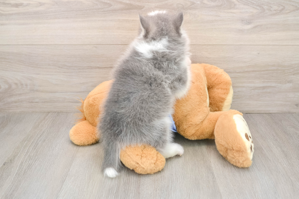 Energetic Husky and Pomeranian Mix Designer Puppy