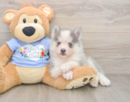 6 week old Pomsky Puppy For Sale - Puppy Love PR