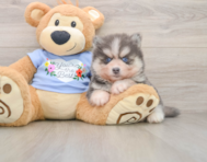 6 week old Pomsky Puppy For Sale - Puppy Love PR