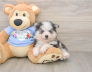 6 week old Pomsky Puppy For Sale - Puppy Love PR