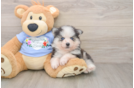 Hypoallergenic Husky and Pomeranian Mix Designer Puppy