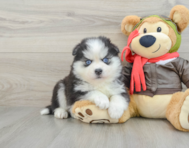 8 week old Pomsky Puppy For Sale - Puppy Love PR