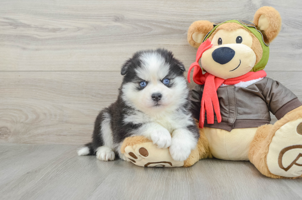 8 week old Pomsky Puppy For Sale - Puppy Love PR