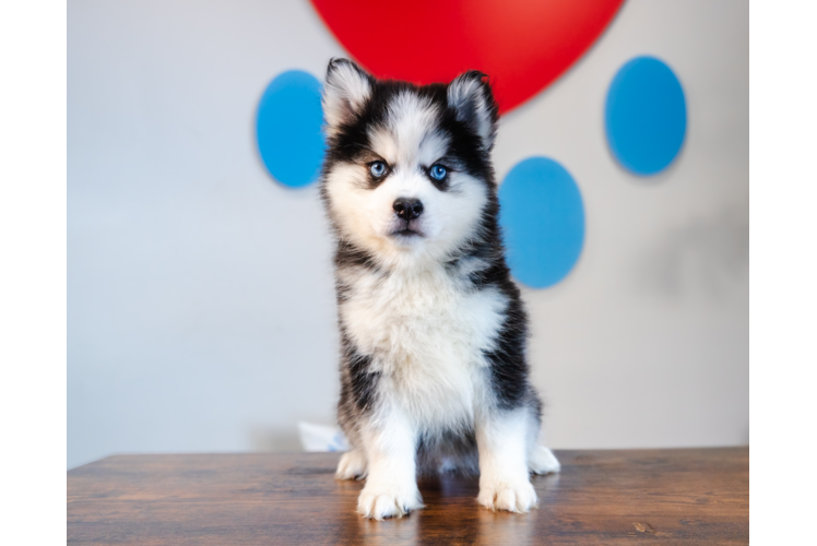 Cute Pomsky Baby