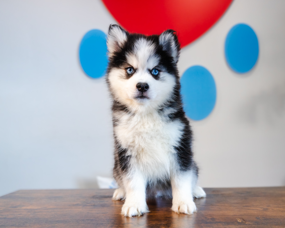 Cute Pomsky Baby