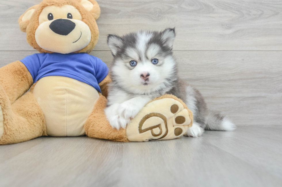 8 week old Pomsky Puppy For Sale - Puppy Love PR