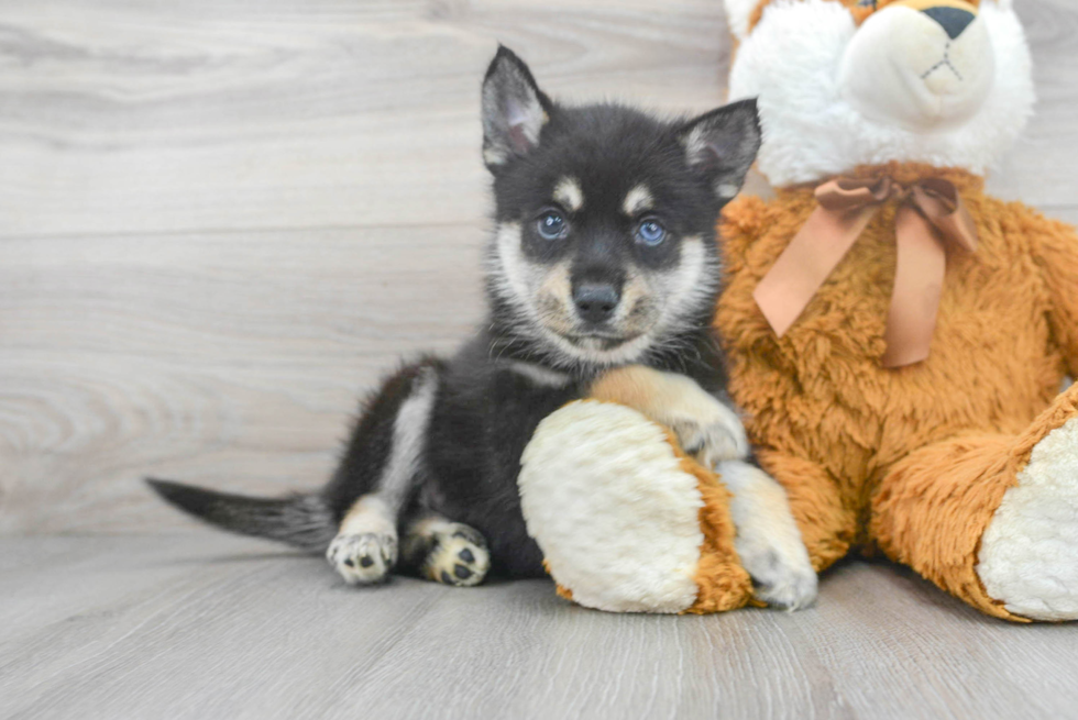 Fluffy Pomsky Designer Pup