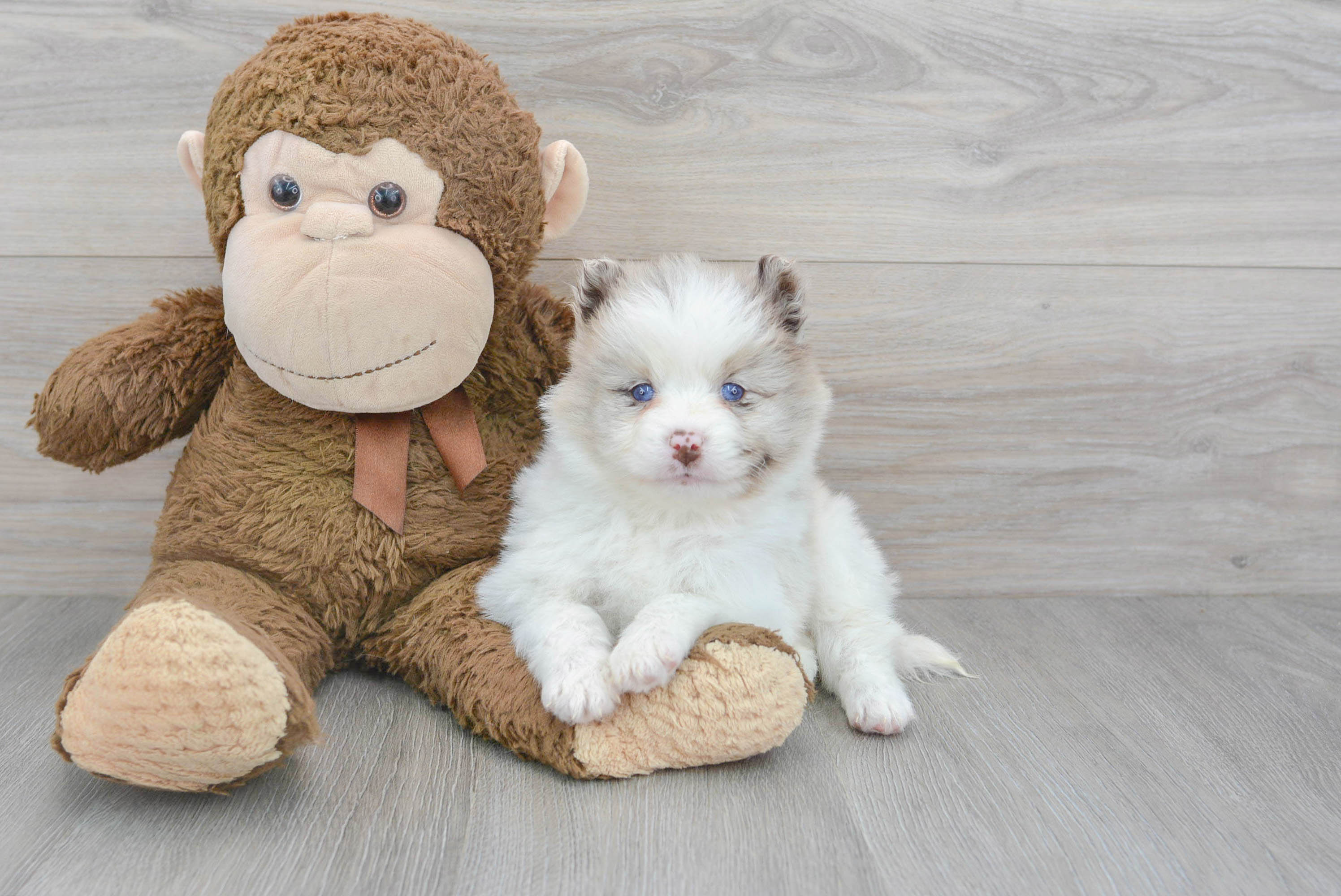 Funny Pomsky Designer Pup