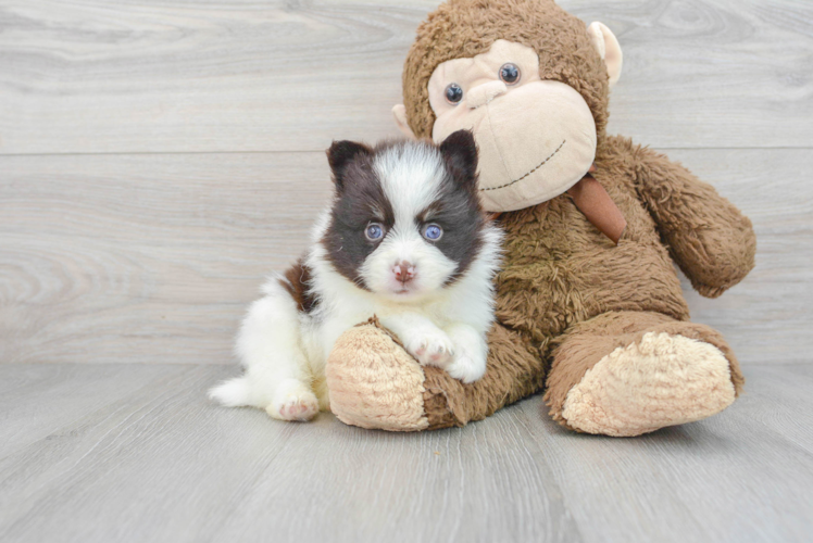 Meet Landshark - our Pomsky Puppy Photo 1/3 - Puppy Love PR Playful Mini Husky Designer Puppy